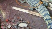 Penemuan Dua Ekor Buaya di dua Lokasi Gegerkan Warga