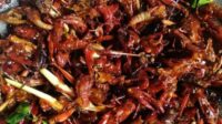 Makanan Extrim”Olahan Serangga Asli Gunung Kidul Yogjakarta