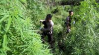 PolresTabes Yogyakarta Temukan Ladang Ganja 1,5 Hektare