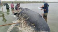 Paus Raksasa Tewas Terdampar Di Pinggir Pantai