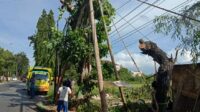 Pohon Ratusan Tahun, Raib Digondol Orang Tak Dikenal