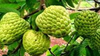10 Mamfaat Buah Srikaya Untuk Kesehatan Tubuh