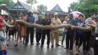 Warga Temukan Ular Piton Raksasa DiGoa Hantu