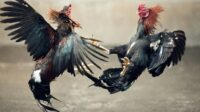 Judi Sabung Ayam, Polres Sumenep Berhasil Bekuk 5 Pelaku dan 2 Dalam Proses Penyidikan