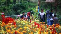 Wisata Agro Exspo 2019, Menyulap Lahan Tandus Menjadi Kebun Bunga dan Buah