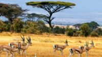 Bagi Pecinta Petualangan Alam, Wisata Taman Nasional Baluran Memiliki Luas 25.000 Hektare