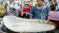 Kontes Bandeng Terbesar, Tradisi Ini Rutin di Lakukan Pada Bulan Ramadhan