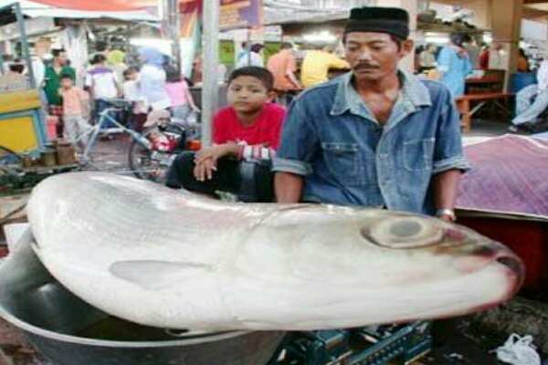 Kontes Bandeng Terbesar, Tradisi Ini Rutin di Lakukan Pada Bulan Ramadhan