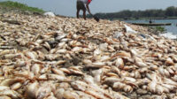 Tidak tau Penyebabnya, Ribuan Ikan Nila Mendadak Mati