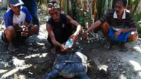 Heboh! Bulus Seberat 40 kg Tersangkut Kail Pancing Warga