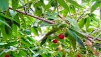 Harga Selangit, Mamfaat Buah Kersen Kini Jadi Perbincangan Banyak Kalangan