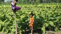 Tingginya Permintaan, Petani Tembakau Berharap Harga Melambung Tinggi