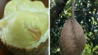 Heboh! Telah Ditemukan Durian Gundul Asal Gunung Rinjani