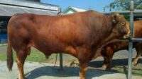 Sapi Dengan Berat 1 Ton Lebih Asal Kupang Dibeli  Presiden Jokowi