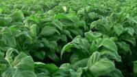 Harga Tembakau Madura Tidak Stabil Lantaran Meningkatnya Hasil Produksi
