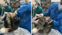 Video Viral: Paru-paru Perokok Sumbangkan Bagian Tubuhnya Saat Meninggal