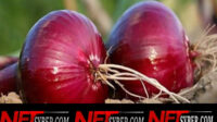 Cara Mengatasi Uban Pada Rambut Dengan Mamfaatkan Bawang Merah