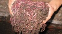 Waduh! Saat Wabah Virus Corona, Ribuan Cacing Muncul Dari Dalam Tanah