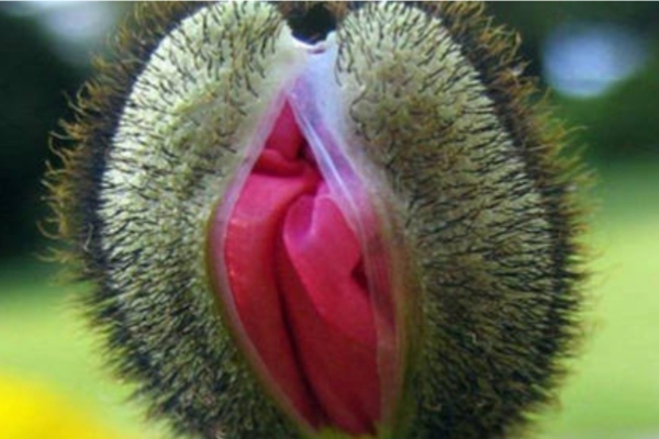 4 Macam Makanan Herbal Penambah Stamina Pria Perkasa