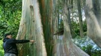 Pohon Purba di Bondowoso Viral, Wisatawan Tidak Dipungut Biaya