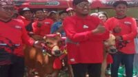 Lestarikan Budaya Lokal, Bupati Sumenep Adakan Lomba Kerapan Sapi