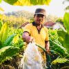 Lindungi Petani Tembakau, Bupati Achmad Fauzi Minta Pabrikan Beli Hasil Panen di Atas BPP