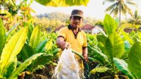 Lindungi Petani Tembakau, Bupati Achmad Fauzi Minta Pabrikan Beli Hasil Panen di Atas BPP