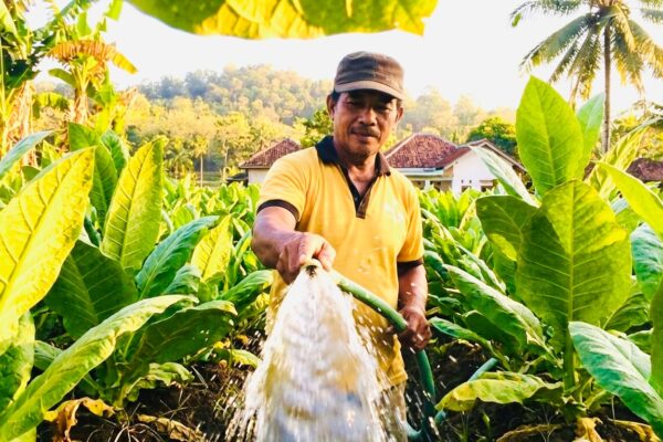 Lindungi Petani Tembakau, Bupati Achmad Fauzi Minta Pabrikan Beli Hasil Panen di Atas BPP